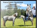 Meet Snook Dapple Grey McCurdy Plantation Gelding