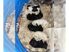 Poodle (Standard) PUPPY FOR SALE ADN-797154 - Standard Poodle Puppies