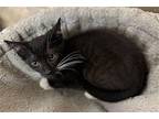 Fernando Domestic Shorthair Kitten Female