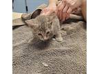 Yara 4/9 Domestic Shorthair Kitten Female