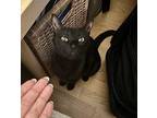 Tad & Pearl Domestic Shorthair Young Female