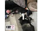 Mbappe American Pit Bull Terrier Puppy Female