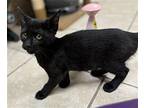 Chiquitita Domestic Shorthair Kitten Female