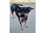 Marissa Labrador Retriever Young Female