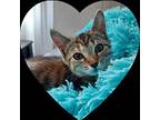 Rosemary and Fennel Domestic Shorthair Young Male