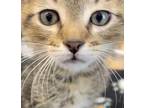 Rocka Domestic Shorthair Kitten Female