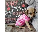 Lilah Chihuahua Puppy Female