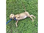 Dobby Labrador Retriever Puppy Male