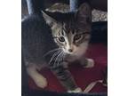 Tommy Domestic Shorthair Kitten Male