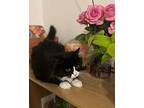 Jovi Domestic Mediumhair Young Female