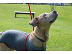 Laney Mixed Breed (Large) Puppy Female