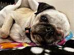 Minnie MP D2024 in SC Pug Senior Female