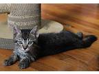 Zig Domestic Shorthair Kitten Male
