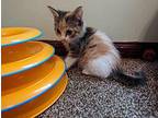 Callie Domestic Shorthair Kitten Female