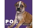 Pog Mixed Breed (Medium) Puppy Male