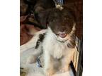 Spike Aussiedoodle Puppy Male