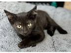 Winner Domestic Shorthair Kitten Female