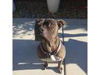 Lexi American Pit Bull Terrier Adult Female