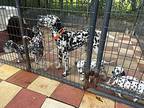 Dip n dots Dalmatian Puppy Female