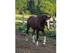 Chestnut Trakehner colt with lots of chrome