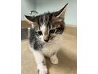Bane Domestic Shorthair Kitten Male