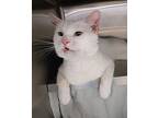 Weiss Domestic Shorthair Adult Male