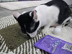 Domino Domestic Shorthair Young Female