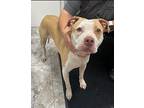 DECLAN American Pit Bull Terrier Adult Male