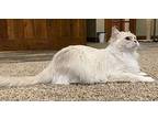 TAPESTRY Ragdoll Adult Female