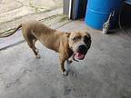 Peta American Pit Bull Terrier Adult Female