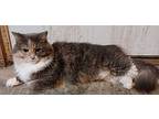 Phobe Maine Coon Kitten Female