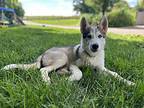 Jasper (PUPPY) Husky Puppy Male