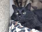 Lucifer Domestic Longhair Adult Female