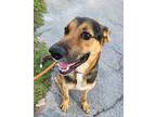 Ranger German Shepherd Dog Adult Male