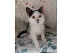 Cyclone Domestic Shorthair Kitten Female
