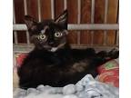 Catty LaBelle Domestic Shorthair Kitten Female