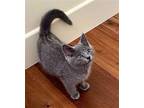 Bumble Russian Blue Male