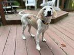 Click bait Beagle Puppy Female