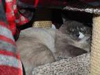 Will Siamese Adult Female