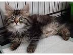 Precious Maine Coon Kitten Female