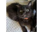 Bubbles Domestic Shorthair Kitten Male