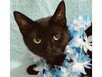 Nutella Domestic Shorthair Young Male
