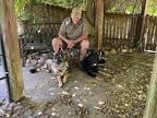 Sequoia (8mo PUPPY) German Shepherd Dog Puppy Male
