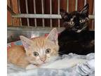 Kat Stevens Domestic Shorthair Kitten Female