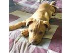 Scooby Mixed Breed (Medium) Puppy Male