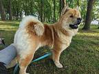Kitsune Chow Chow Adult Female