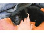 Baby's Kitten #4 Domestic Mediumhair Kitten Male