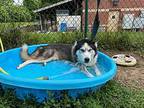 Charles Barkley Husky Adult Male