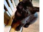 Baby's Kitten #1 Domestic Shorthair Kitten Female