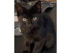Kooper Domestic Shorthair Kitten Male